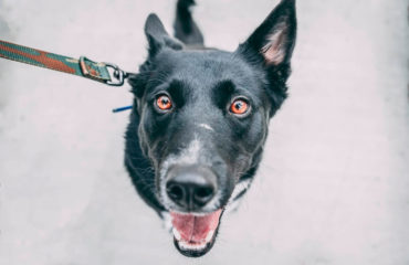 training-dog-to-walk-to-heel dog being trained to walk to heel