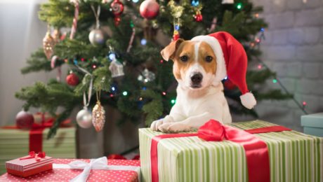 how-to-make-your-Christmas-dog-friendly how to make your Christmas dog-friendly