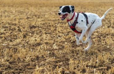 dog-exercise-by-breed