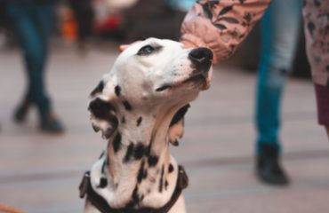 Closeup shot of a person petting a cute dalmatian dog.