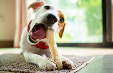 Jack Russell Terrier chewing bone in the living room