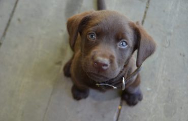 Pouting Puppy with soulful eyes