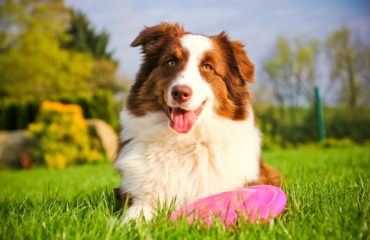 Dog with frisbee in garden