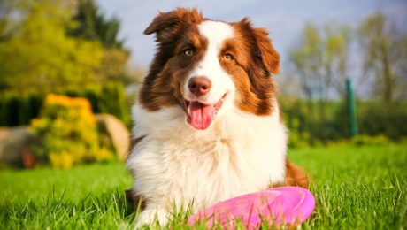 Dog with frisbee in garden