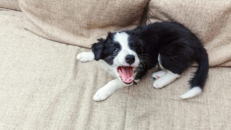 Puppy border collie barking.