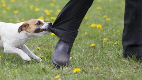 Jack Russel Terrier biting a person’s leg.