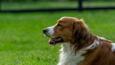 Dog Outdoors