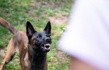 Angry German Shepherd Dog