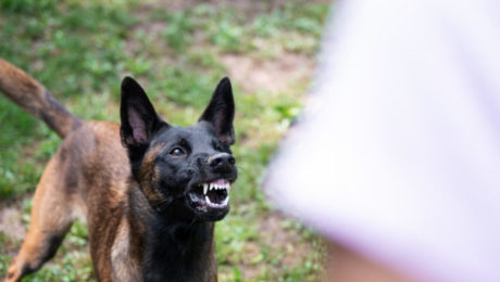 Belgian malinois shepherd dog growling and threatening showing h Angry German Shepherd Dog