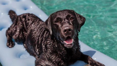 funny-black-labrador-lying-on-an-inflatable-pad-an-2022-02-24-15-28-51-utc