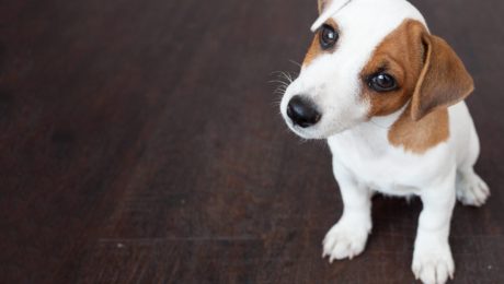 Puppy