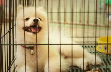 Pomeranian puppy in a cage at the park