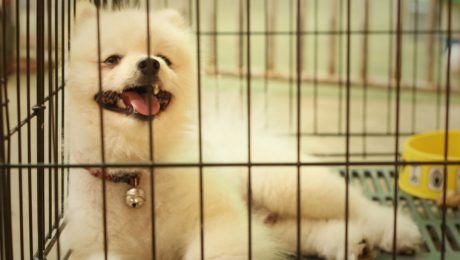 Pomeranian puppy in a cage at the park