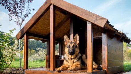kennel