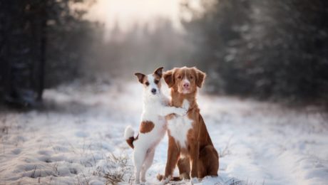 single dog kennel features