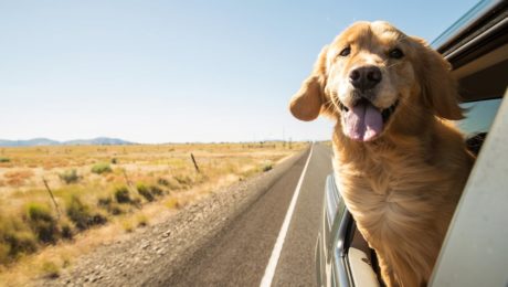Preparing Your Dog and Kennel for Outdoor Adventures