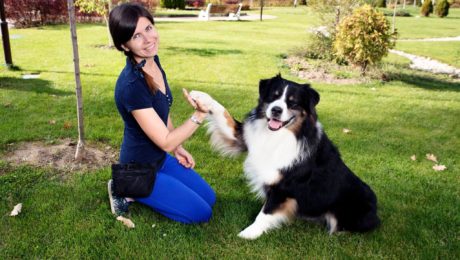 DIY Outdoor Dog Kennel versus a Professional Kennel Installation