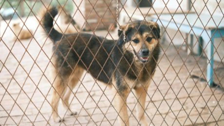 pexels-mia-x-16465597 Dog in Kennel